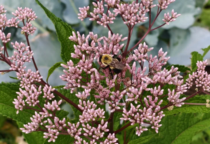 New study finds bumblebees can learn to associate new smells with their queen